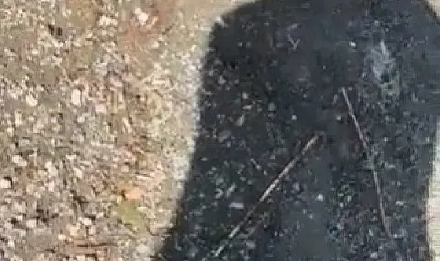 Yakaladığı yılanla arkadaşını kovaladı