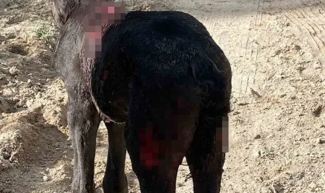 Sokak köpekleri atlara saldırdı