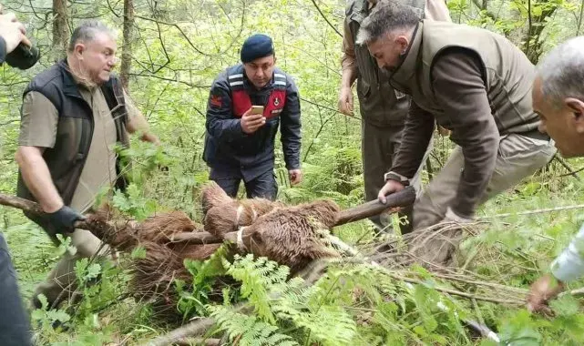 Uludağ'da yaralı ayı seferberliği
