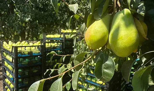 İtalyanların "zor" diyerek bıraktığı armutta Gürsu bu yıl rekora gidiyor