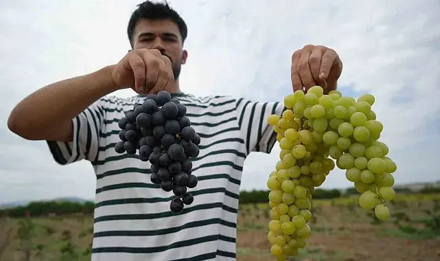 OMÜ'nün baldan tatlı üzümlerinde hasat zamanı