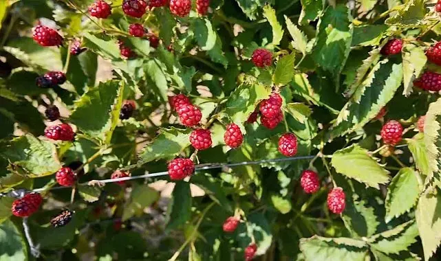 Tekirdağ'da yeni tarım rotası: Böğürtlen
