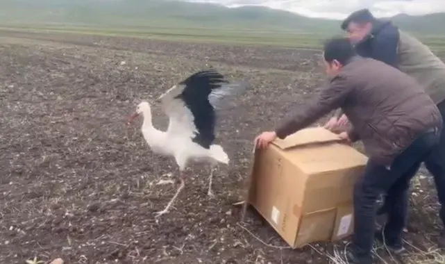 Kars'ta tedavisi tamamlanan leylek doğal ortamına bırakıldı