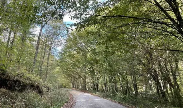 Kırklareli'nde ormanlara giriş 177 gün süreyle yasaklandı