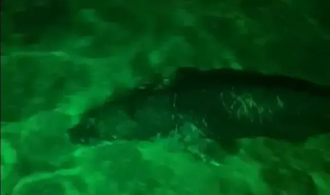 Bodrum'da Akdeniz foku gece kulübüne geldi