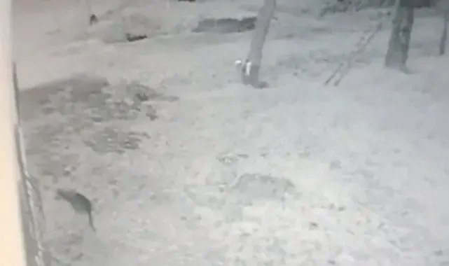 Köye inen kurt, iş yeri bahçesindeki köstebeği böyle avladı