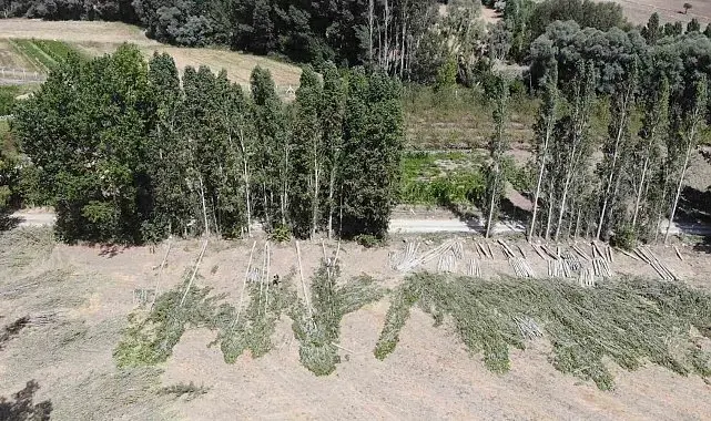 Gelin kavağından inşaat kerestesine: Anadolu'nun 30 yıllık birikim ağacı kavak