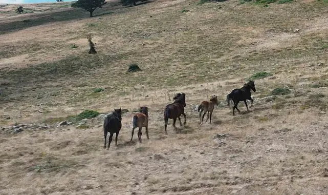 Yaban hayatının simgelerinden olan yılkı atları, yaylalarda görüntülendi