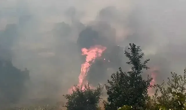 Diyarbakır'da örtü ve orman yangınında geniş alan zarar gördü