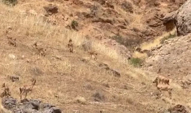 Malatya'da koruma altındaki yaban keçileri sürü halinde görüntülendi