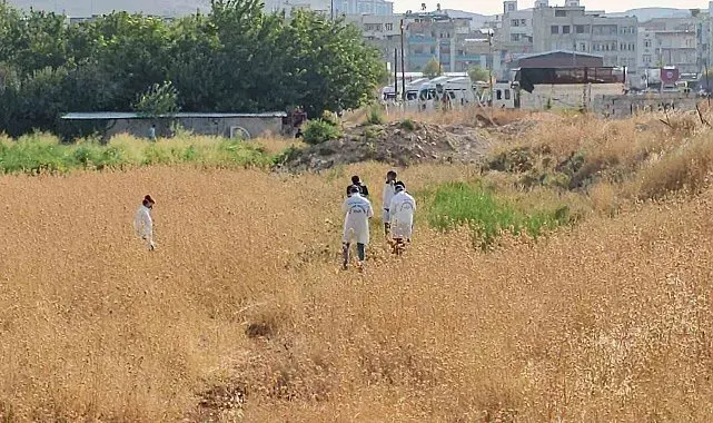 Şanlıurfa'da tarlada erkek cesedi bulundu