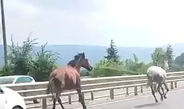 Başıboş atlar trafikte araçlarla yarıştı