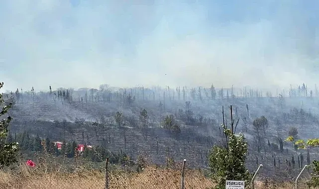 Kocaeli'de ormanlık alanda yangın: Bölgeye ekipler sevk edildi
