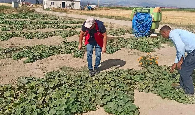Ürün verim ve rekolte tahmin çalışmaları sürüyor