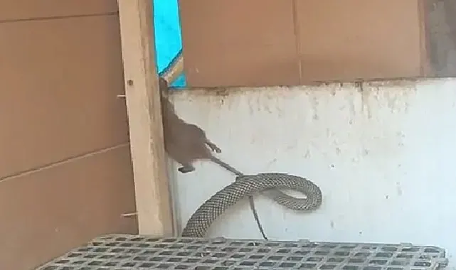 Yılanın fareyi yakaladığı anlar kamerada