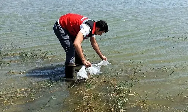 Tekirdağ'da göletlere 150 bin balık bırakıldı
