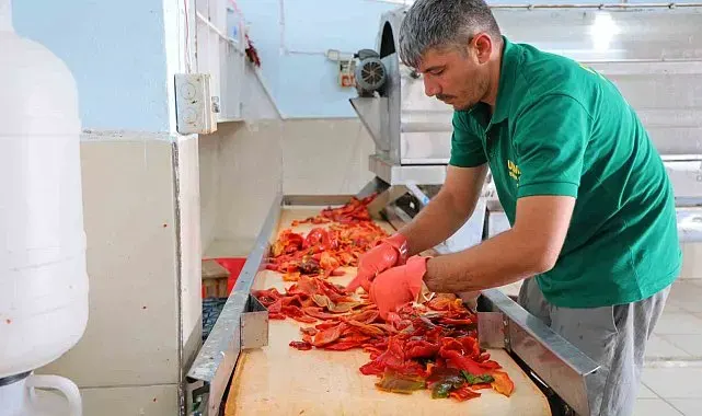 Kahramanmaraş'ta biber salçası mesaisi başladı