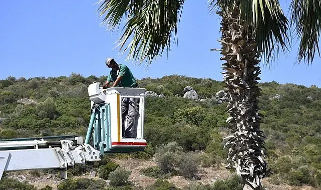 Kuşadası'nda palmiyeler bakıma alındı