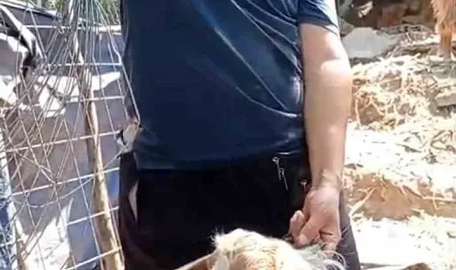 Firardaki keçinin sahibi bulundu