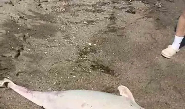Boğaz'da yunus ölümleri devam ediyor, vatandaşlar tedirgin