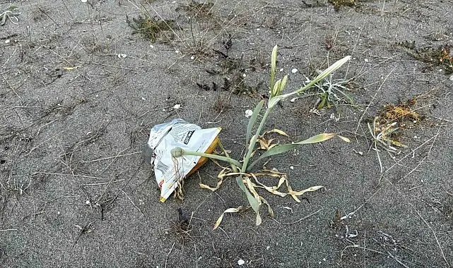 Cezası dudak uçuklatan kum zambakları, çöpler arasında güzelliğini yitirdi