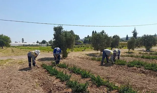 Didim Belediyesi'nden topraktan kente uzanan üretim