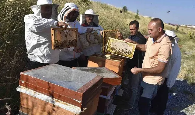 Üniversitenin arı işletmesinde bal hasadı başladı