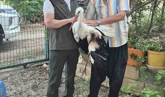 Evinin önüne gelen yaralı leyleğe sahip çıktı