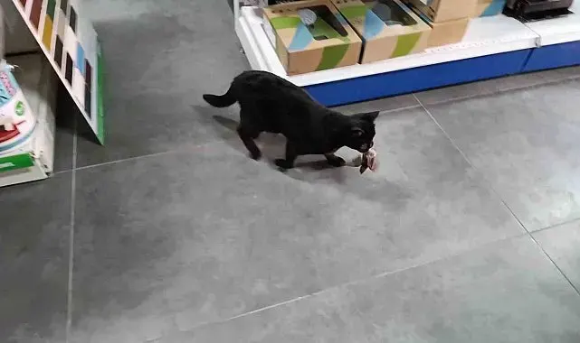 Minik serçeyi kediye av olmaktan kurtardı