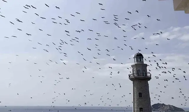 Demokrasi ve Özgürlükler Adası'nda leyleklerin göçü görsel şölen oluşturdu