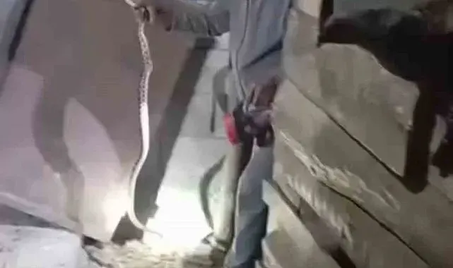 Iğdır'ın "Yılan Bükücüsü" gece gündüz demeden yılanları çıplak elle yakalıyor
