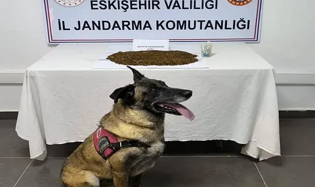 Jandarma ekiplerinden uyuşturucu operasyonu, 361 gram bonzai ele geçirildi