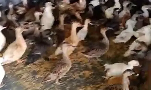 Enez'de ticarete konu edilen 257 yabani kanatlı kuş ele geçirildi
