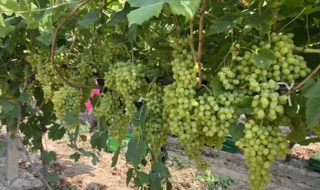 Alaşehirli çiftçilere ÇKS uyarısı