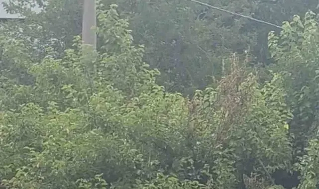 Safranbolu'da karganın "Allah" diye ses çıkardığı anlar kameraya yansıdı