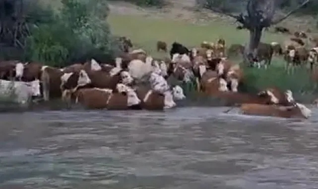 Sürü halinde suya girdiler, Kelkit Çayı'nı yüzerek geçtiler