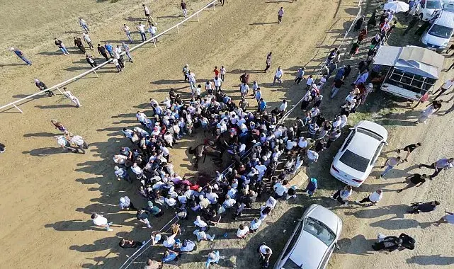 Yarışta çarpışan iki at telef oldu, jokey son anda atlayarak kurtuldu