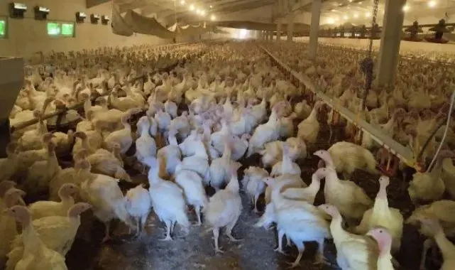 Bolu'da yılbaşı için hindi üretimi artırıldı
