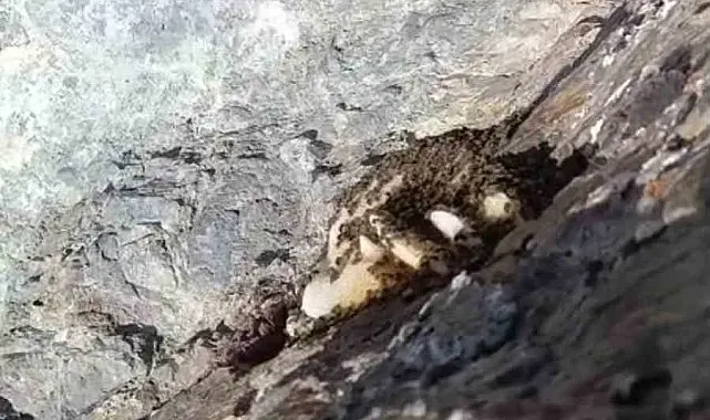Elazığ'da sarp kayalıklarda oluşan doğal kaya balı bulundu
