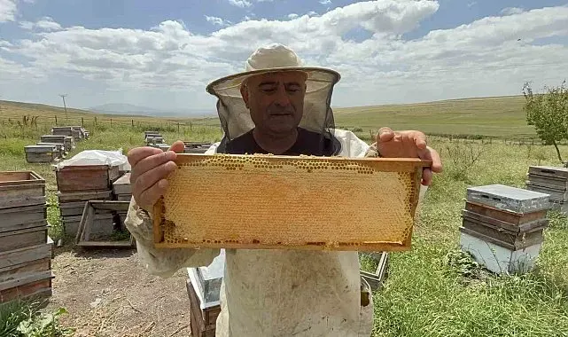 Kars'ta bal hasadı bereketli başladı: Kilosu 2 bin 500 TL'ye kadar çıkıyor