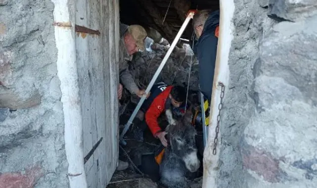 Samanlıktaki çukura düşen eşek, kurtarıldı