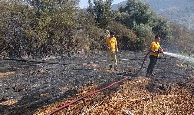 Milas Bafa'da tarım arazisindeki yangın söndürüldü