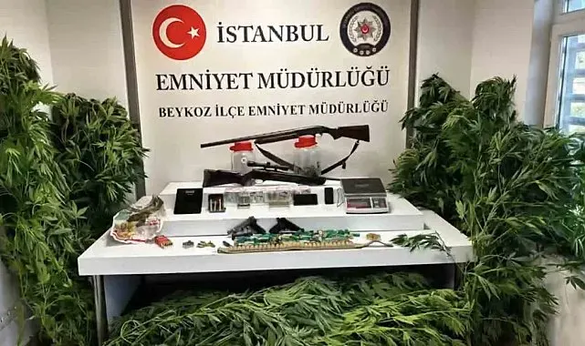 Beykoz'da uyuşturucu operasyonu: 117 kök hint keneviri ve çok sayıda silah ele geçirildi