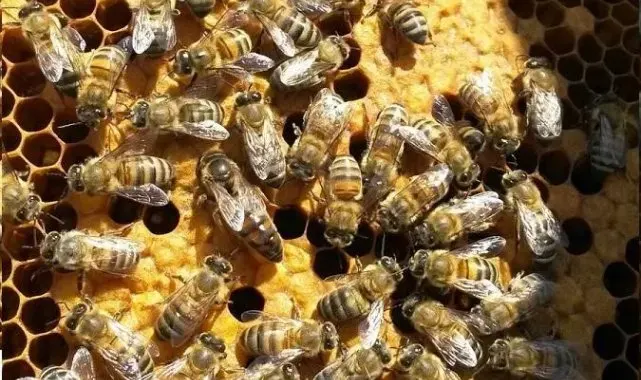 Kırklareli'ndeki 10 bin arılı kovan destekleme programına alındı