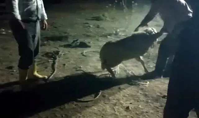 10 metrelik çukura düşen kuzu 2 gün sonra kurtarıldı