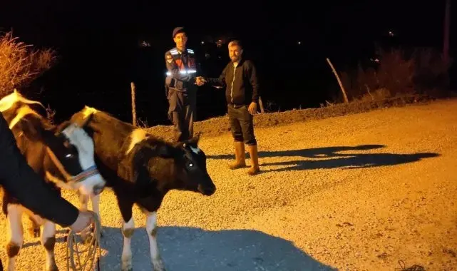 Jandarma, kaybolan inekleri kısa sürede buldu