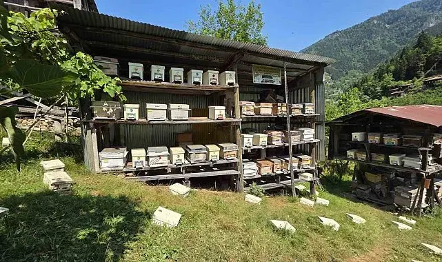 UNESCO korumasındaki Macahel'de bal hasadı başladı