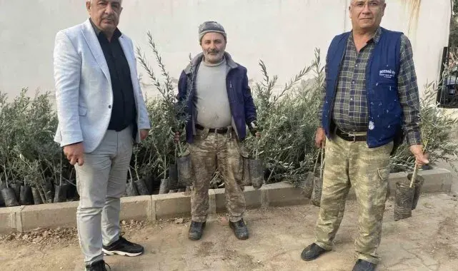 Üzümün başkentinde zeytin alanları artıyor