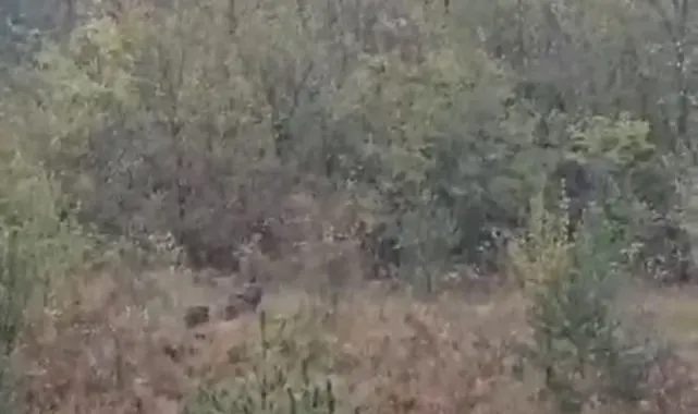 Domuz sürüsü fırtınadan böyle kaçtı