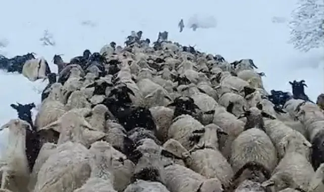 Çoban ve koyunları karda mahsur kaldı; yardıma sürü sahibi yetişti